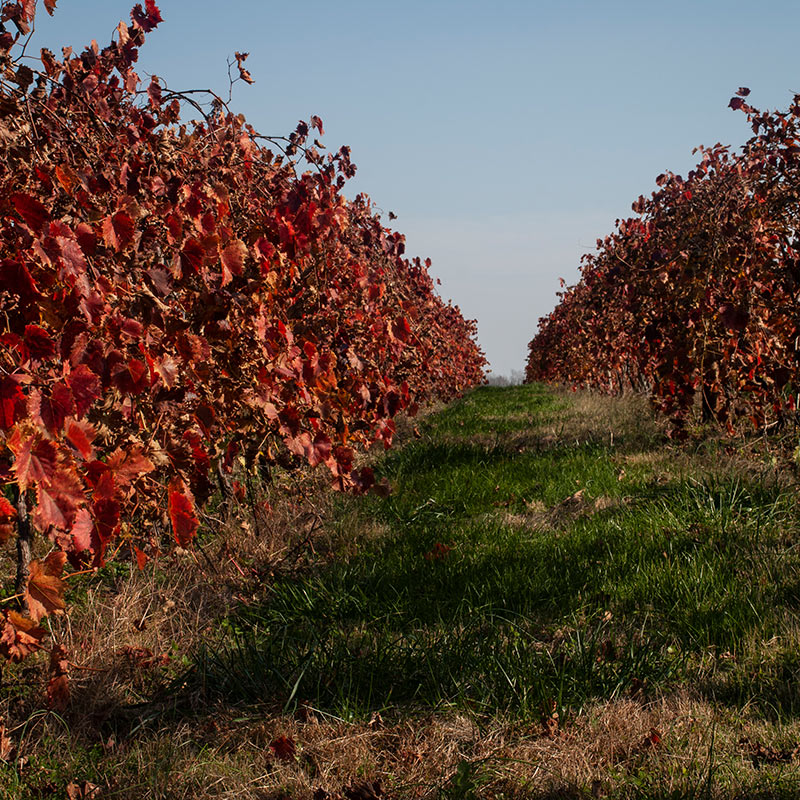 Vineyard in Southern Illinois