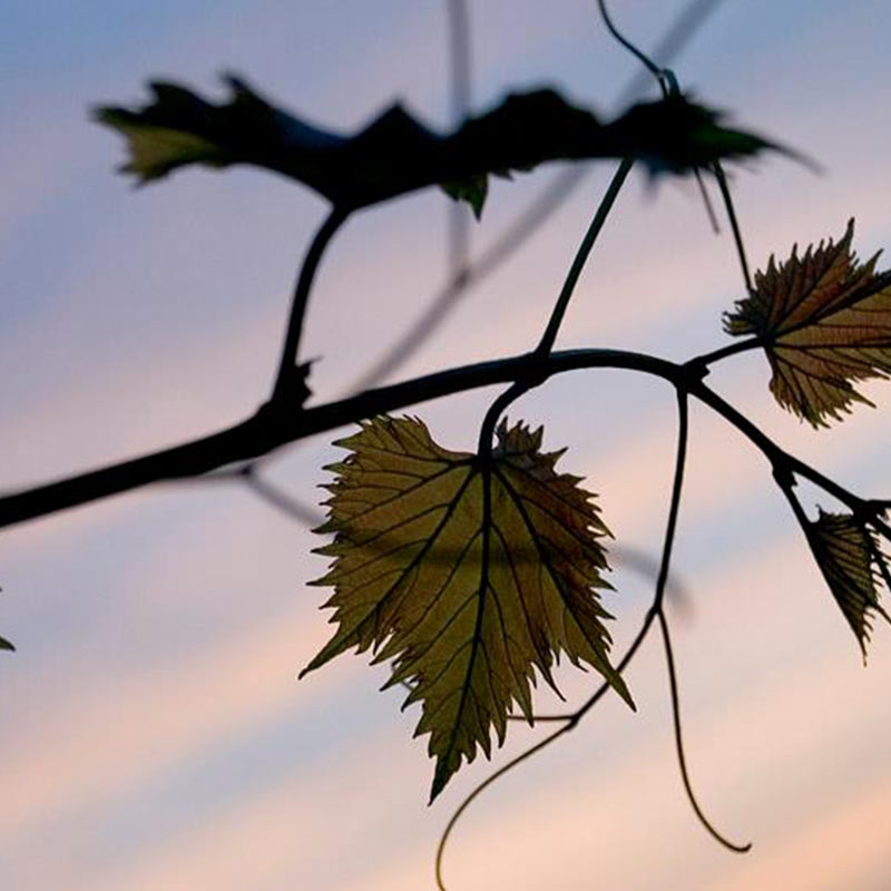Closeup image of leaf with dusk sky in background