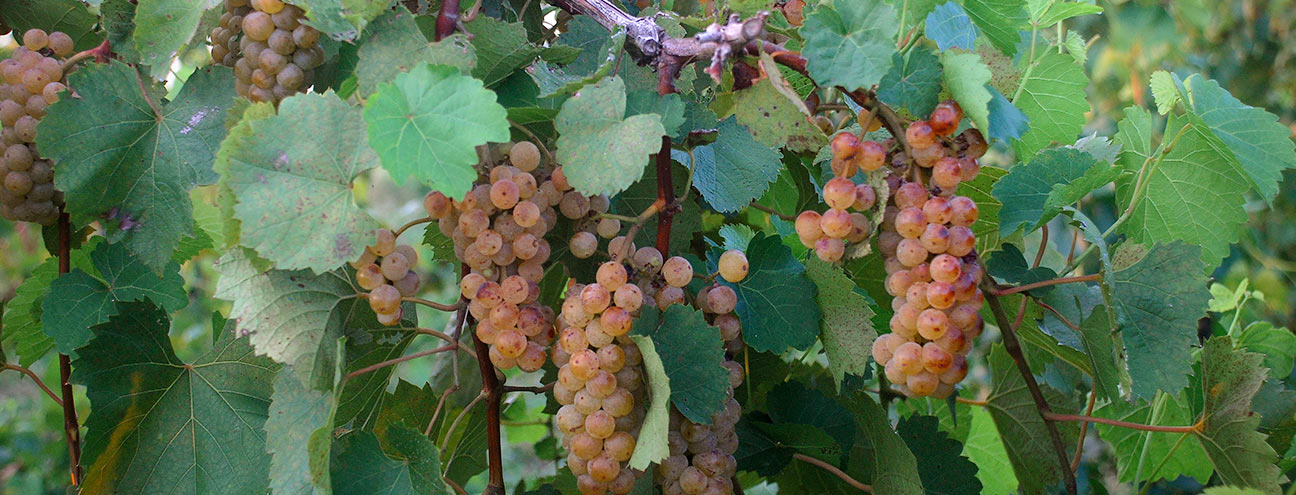 vineyard grapes in southern illinois