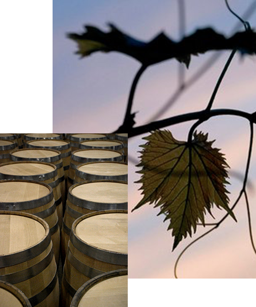 grape vines and wine barrels